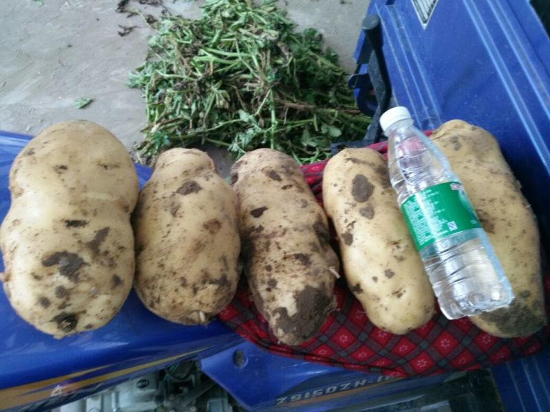 荷兰十五土豆1两以上精品