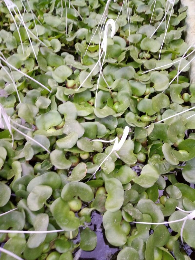 荷花60cm以上