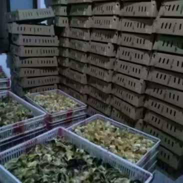 蛋鸭苗统货
