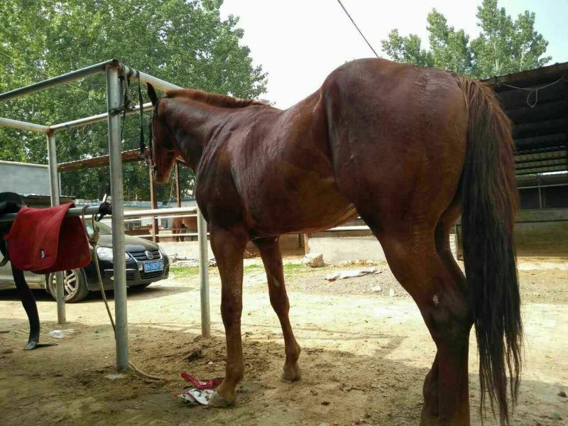 肉马300~400kg