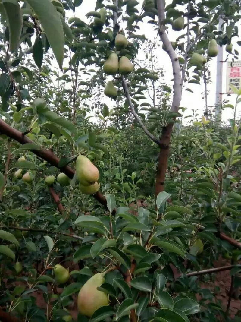 三季梨150~200g光果