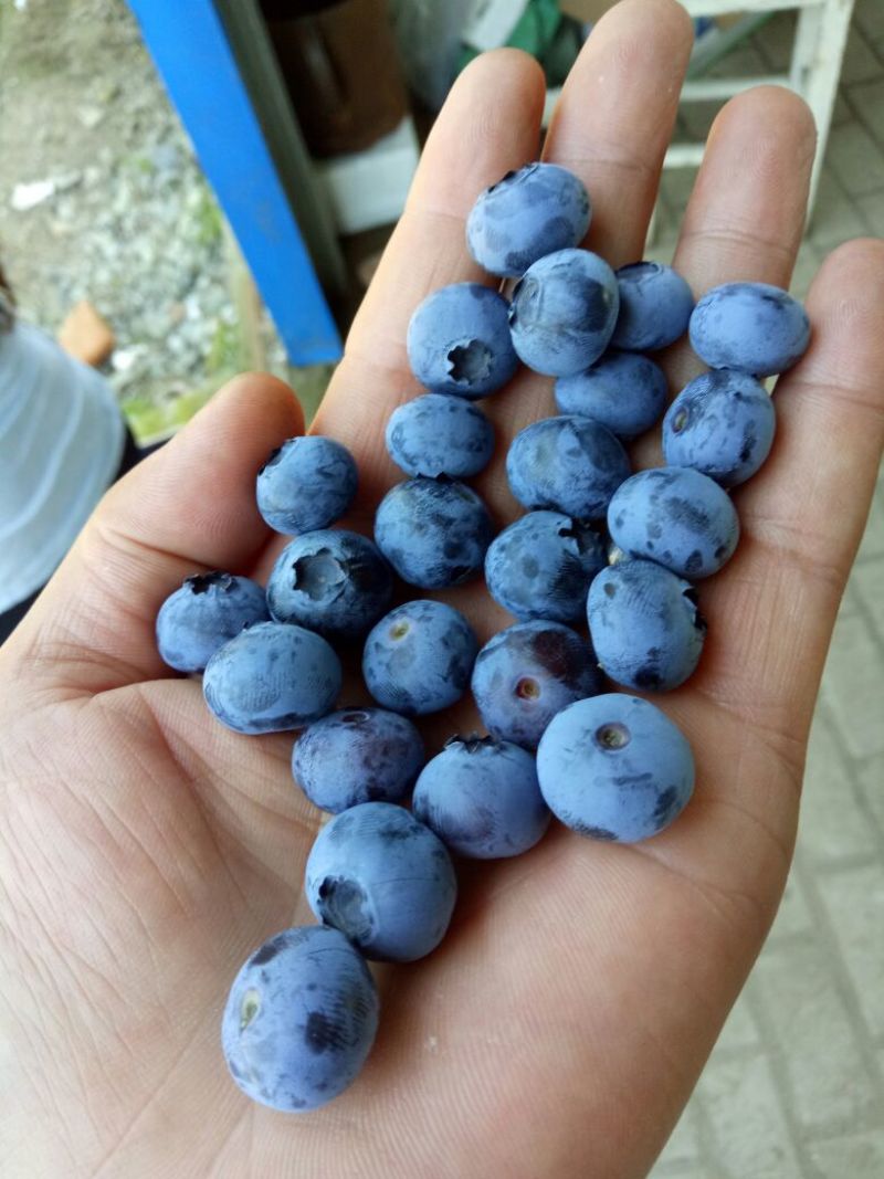 北陆蓝莓鲜果10~12mm以上