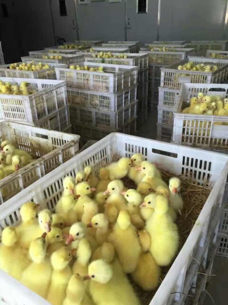 狮头鹅苗250g以下