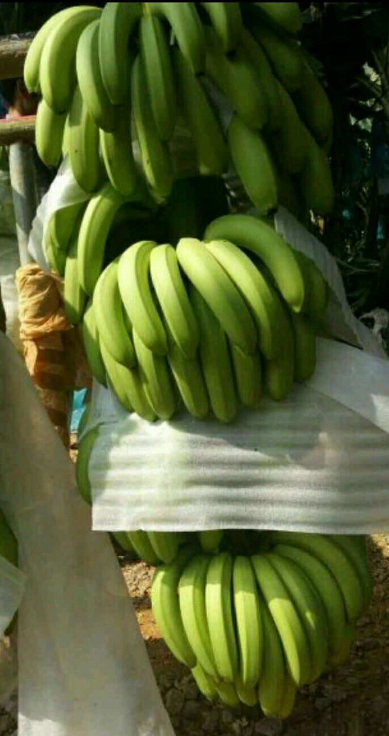 香蕉七成熟