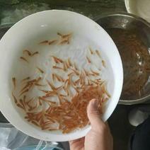 金草鱼0.05公斤人工养殖鱼苗活鱼