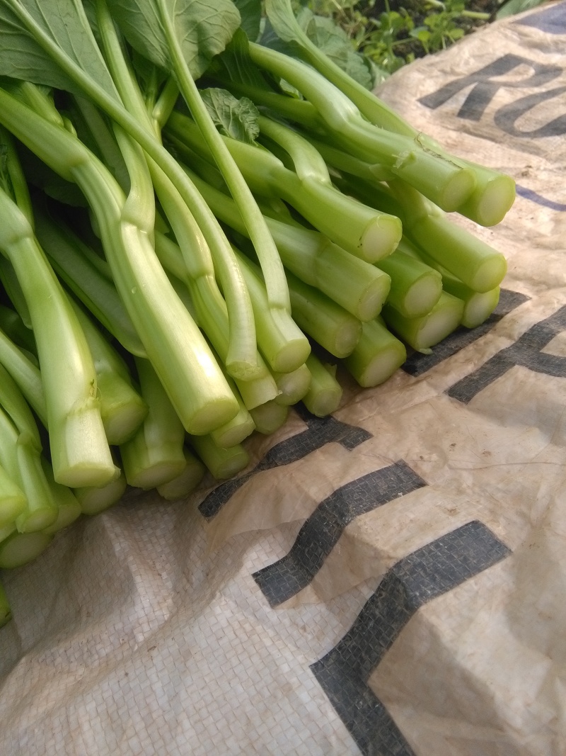 蔬菜