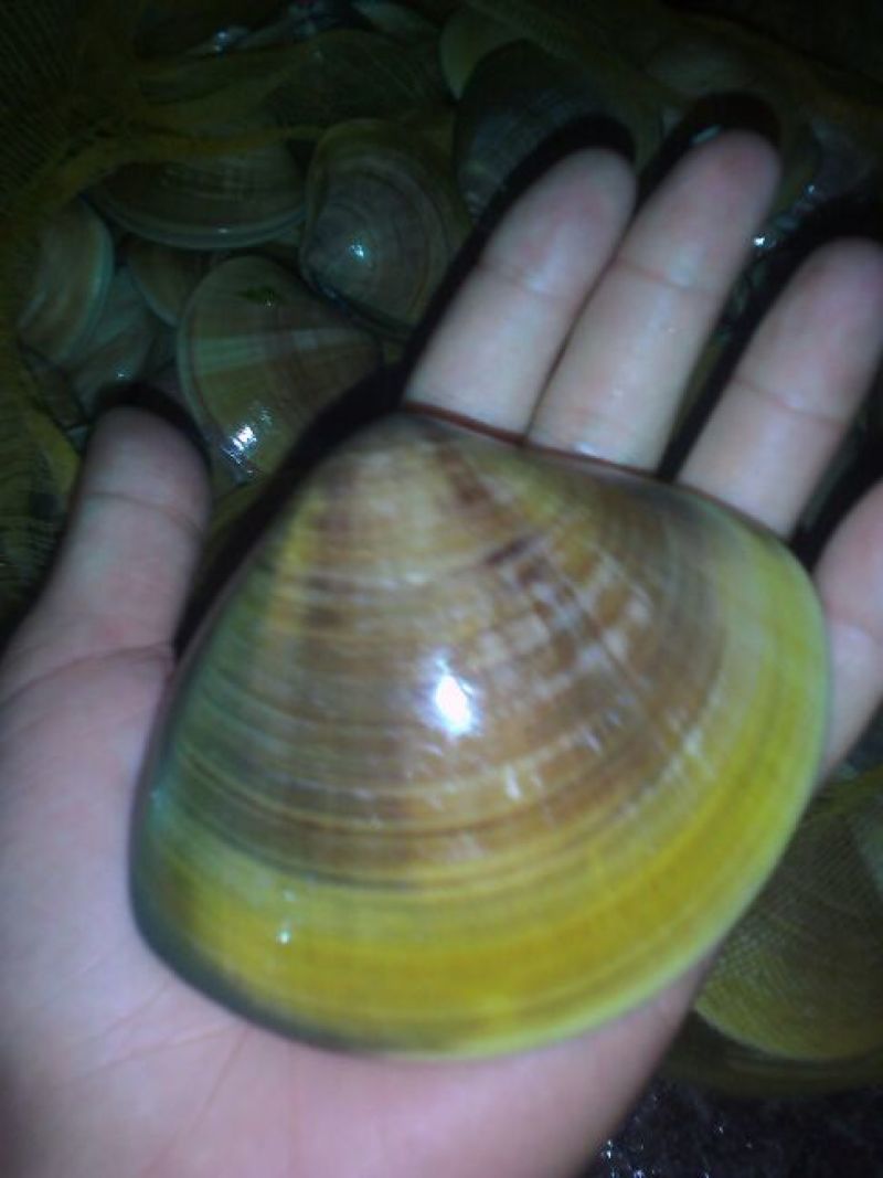 海螺食用鲜活5~10只/kg