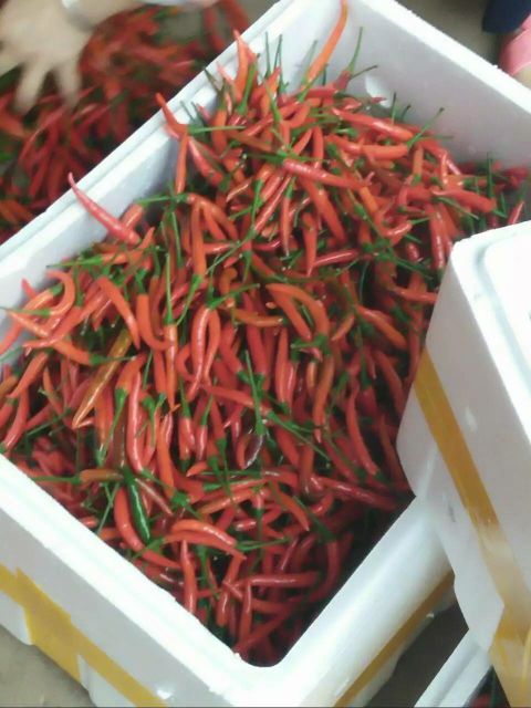 云南红河州石屏县小米辣 5~10厘米 红批发_徐