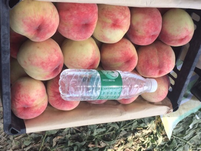 陕西毛桃万亩毛桃基地突围郑三等毛桃品种