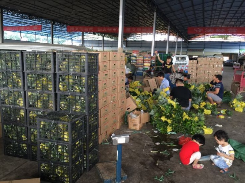 金钻十七号凤梨