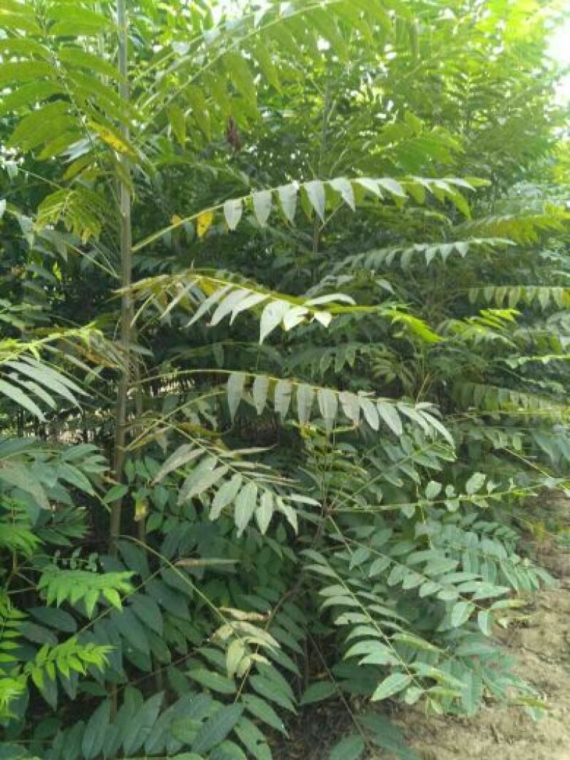 香椿苗80cm以上大棚