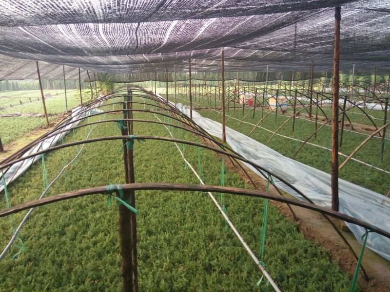 望都塔桧毛细根发达，刺柏，四季常绿成活率高