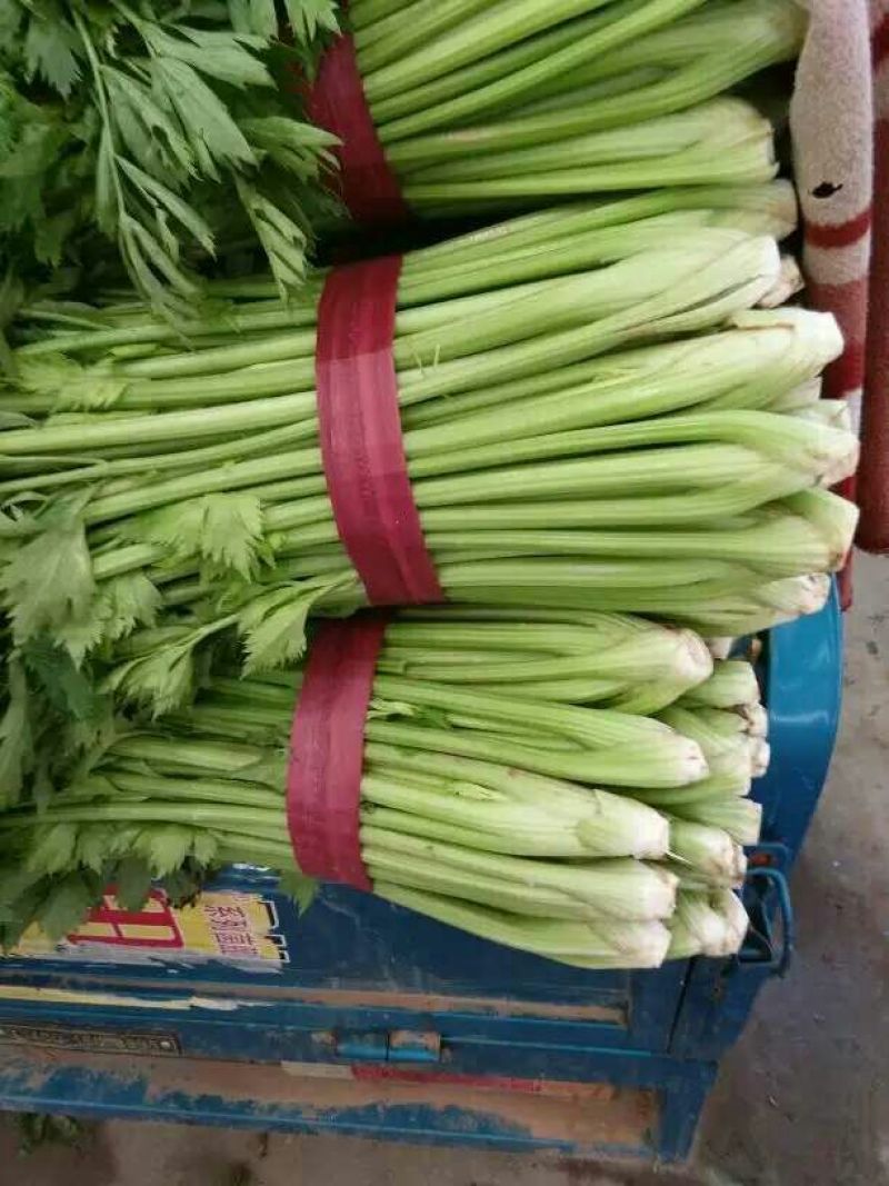 河北西芹法国皇后芹菜55cm以上茎杆脆嫩欢迎联系