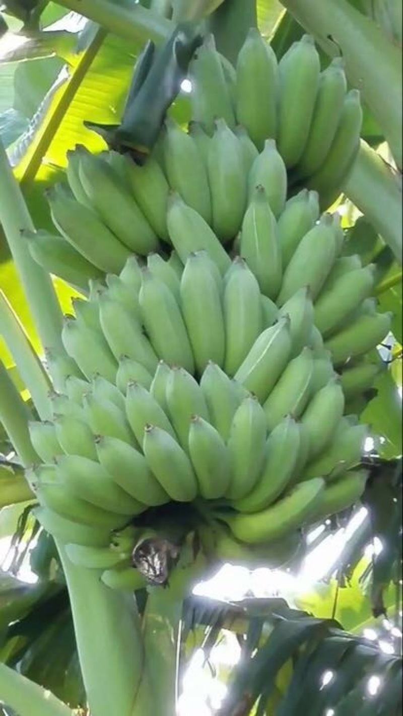 粉蕉