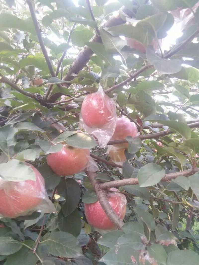 超红苹果75mm以上膜袋质量保证欢迎采购