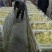 三花鹅苗250g以下
