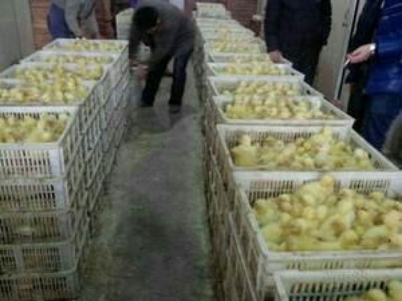 三花鹅苗250g以下