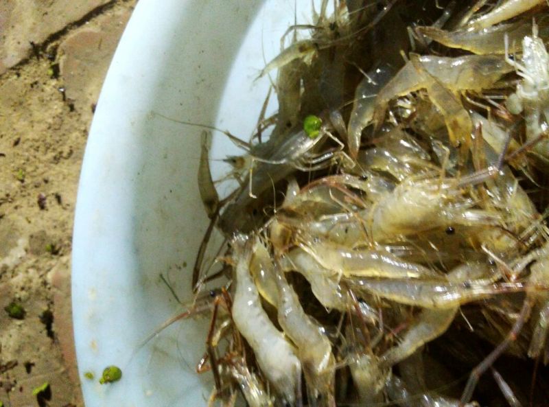 河虾活虾26~30只/kg