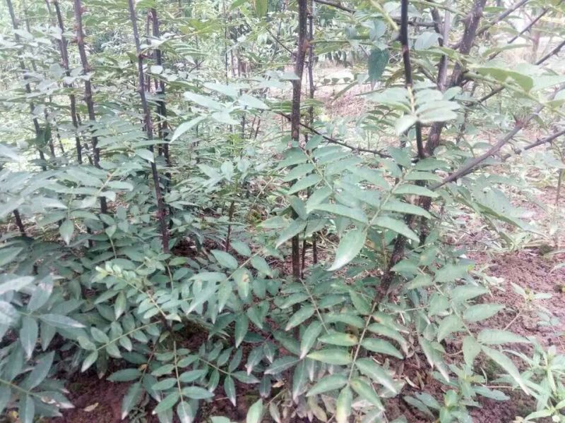 花椒苗大红袍花椒苗产量高用来做围墙既有效益又有防护作用