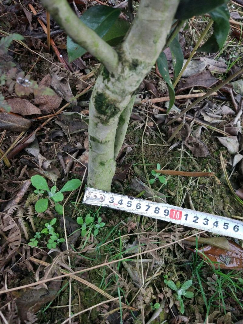 茶花树100~140cm