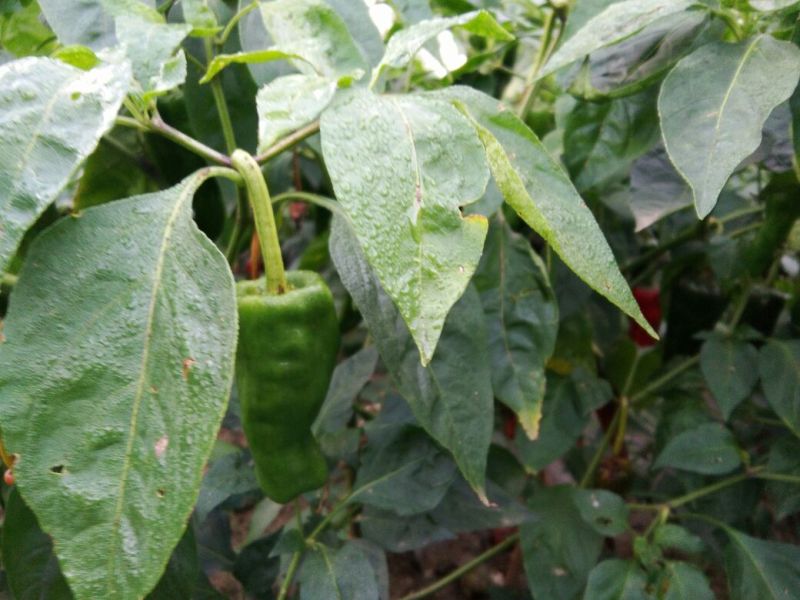 线椒15~20厘米青，有想买的朋友请过来看