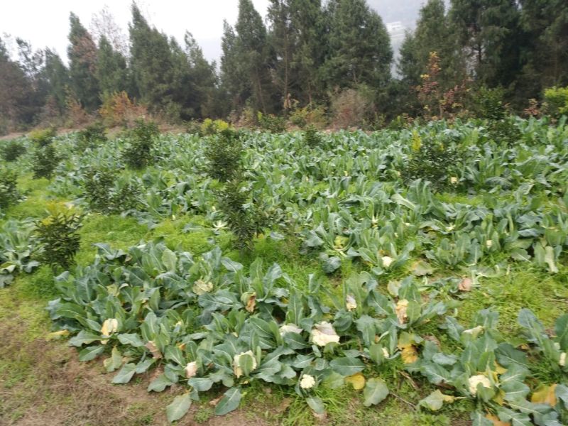 白花菜散装