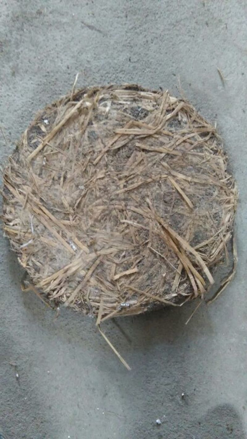 茶树油山茶油