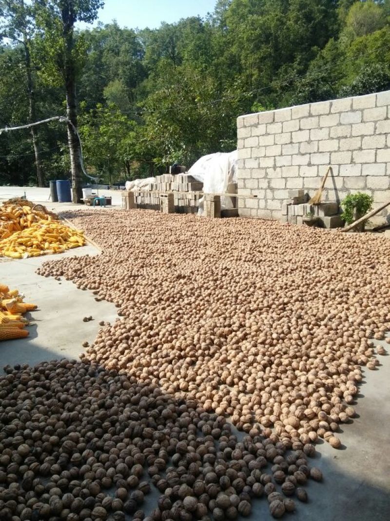 香玲核桃