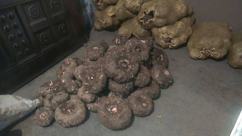 魔芋干