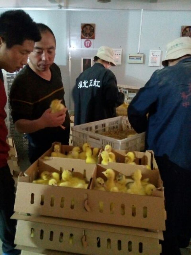 扬州大白鹅苗250g以下