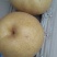 晚秋黄梨250~300g纸袋