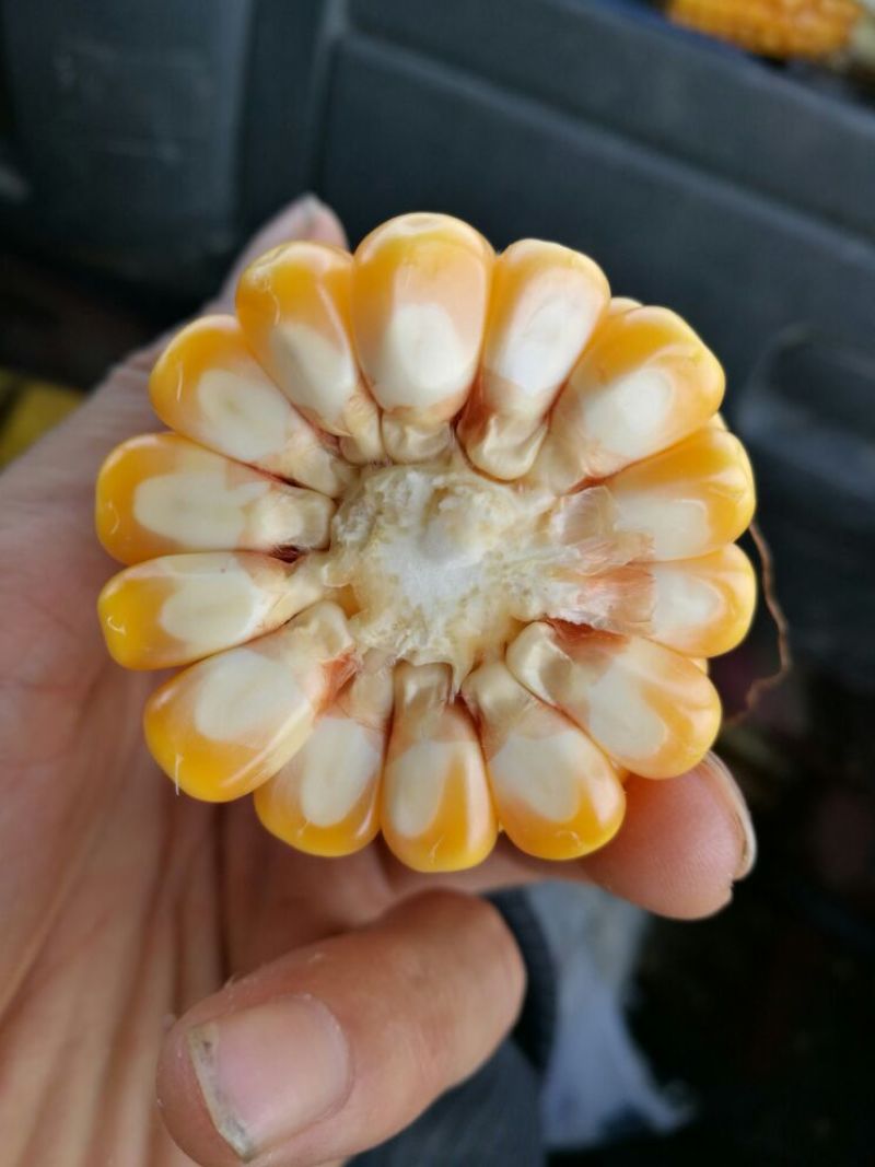 玉米种子97%