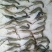 青虾食用26~30只/kg