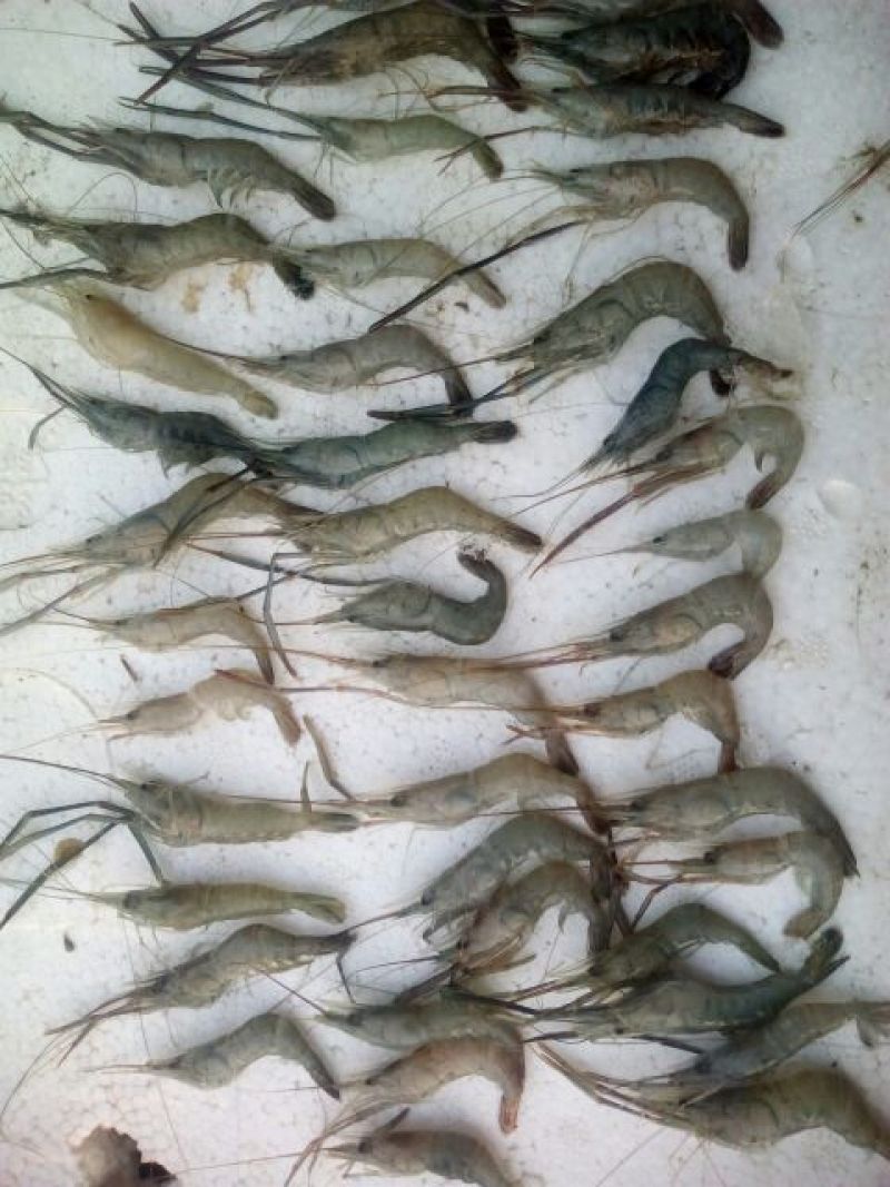 青虾食用26~30只/kg