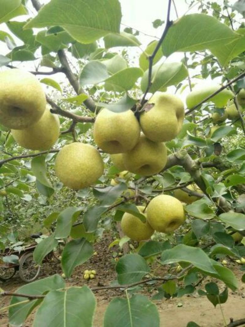 砀山梨250~300g光果