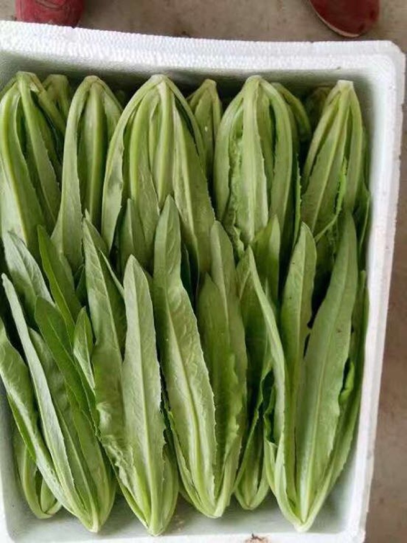 常年大量供应油麦菜，高约25公分，散装，装框各种包装都有