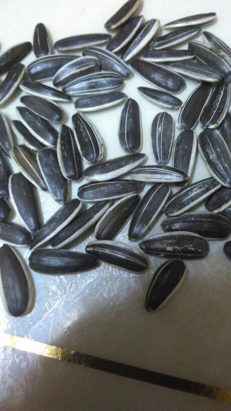 食葵万亩食用葵葵花子精选色选一等品欢迎来电
