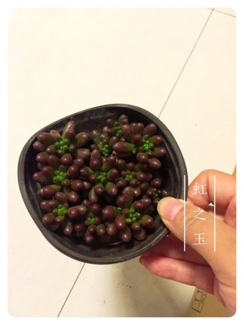 多肉植物