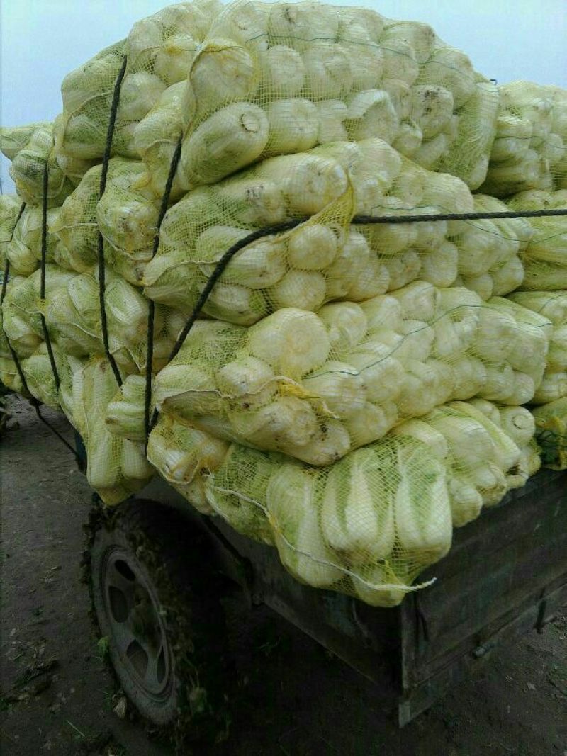 大白菜