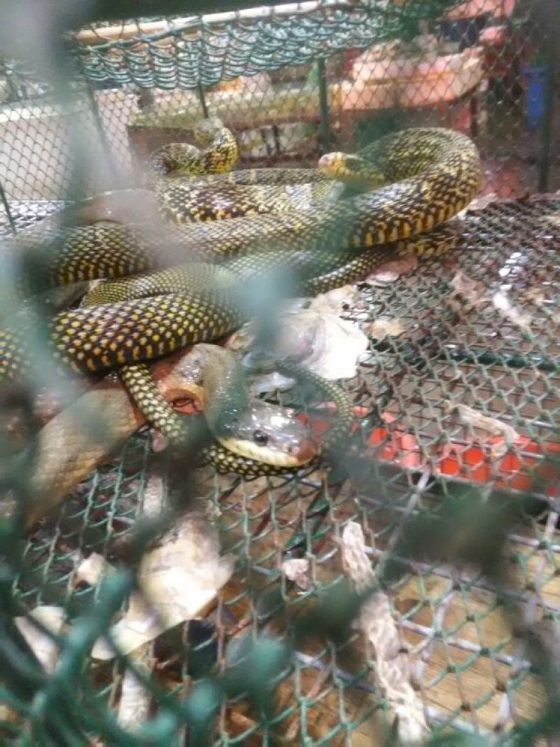 生态甲鱼2.5~3斤
