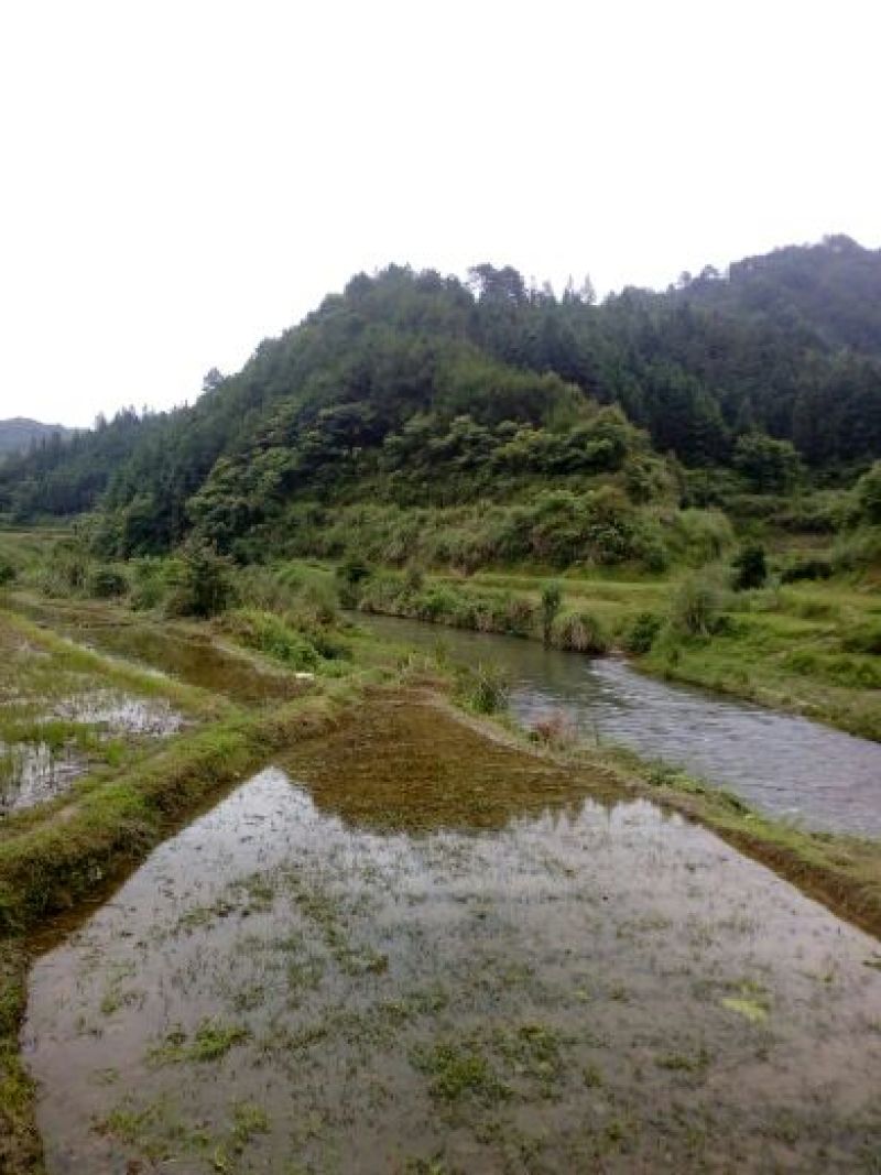 茶油