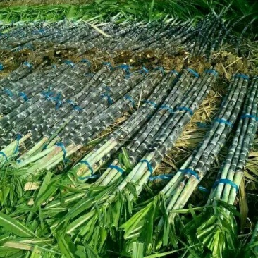 24年甘蔗大量上市，质量好，需要新老客户联系