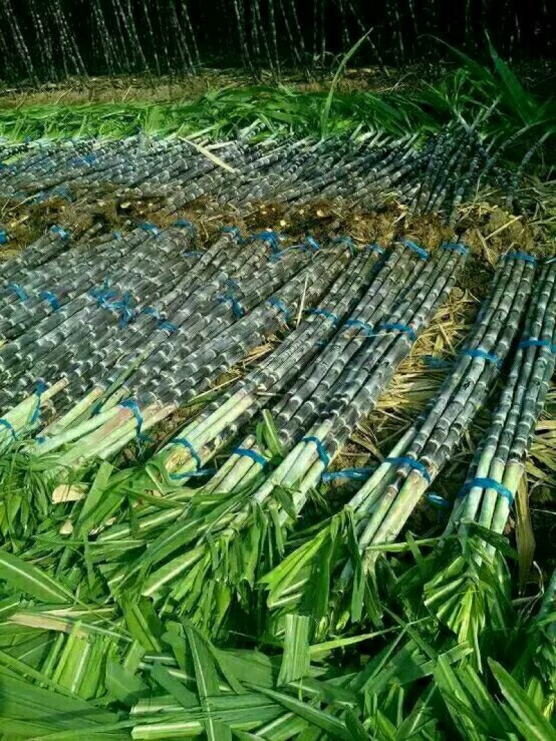 24年甘蔗大量上市，质量好，需要新老客户联系