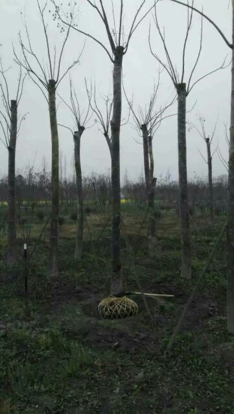 栾树