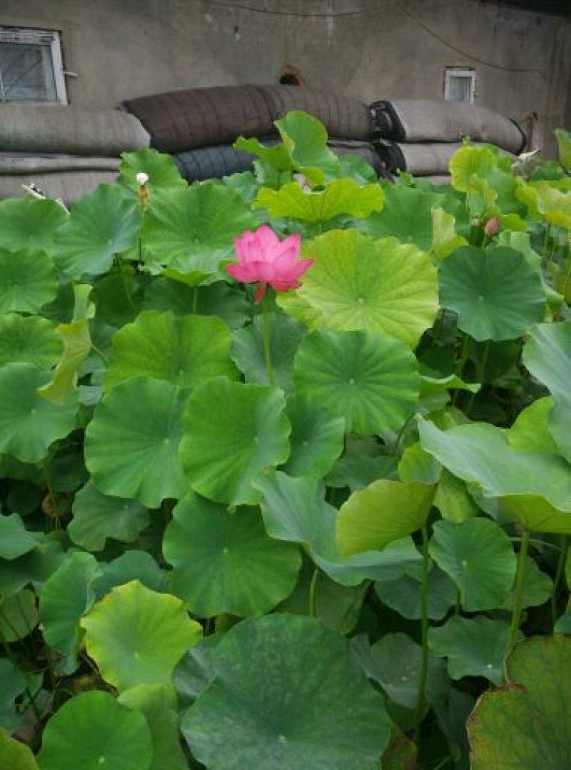 荷花60cm以上
