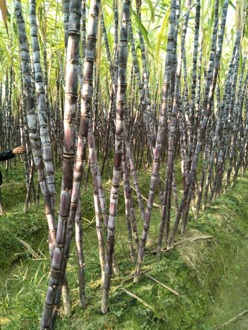 黑皮甘蔗2~2.5米4~5cm