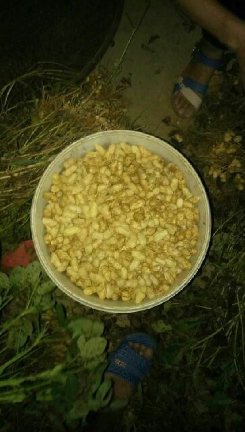 带壳花生鲜货带壳