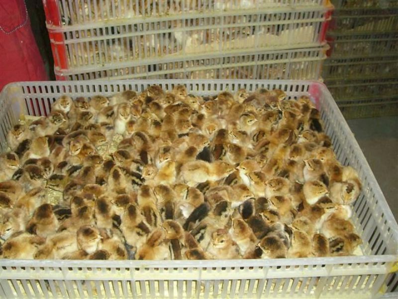 土鸡苗