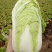 娃娃菜7~10两以上