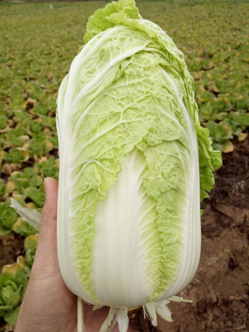 娃娃菜7~10两以上
